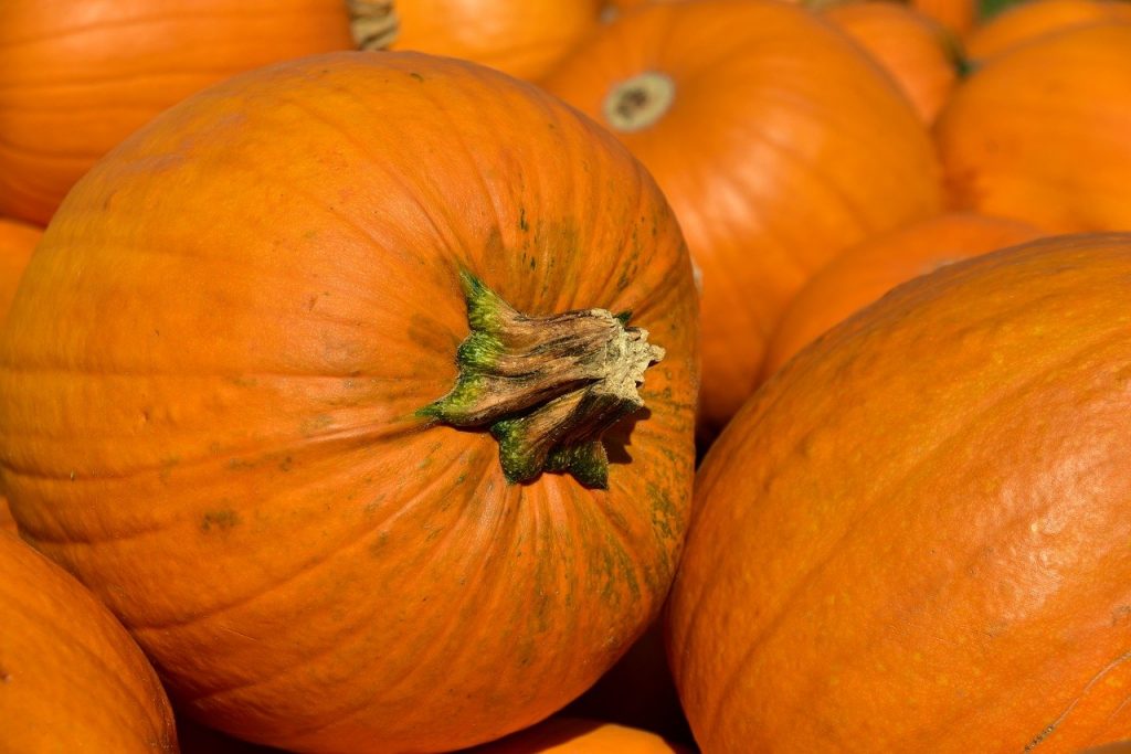 pumpkins, fall, harvest-3636243.jpg